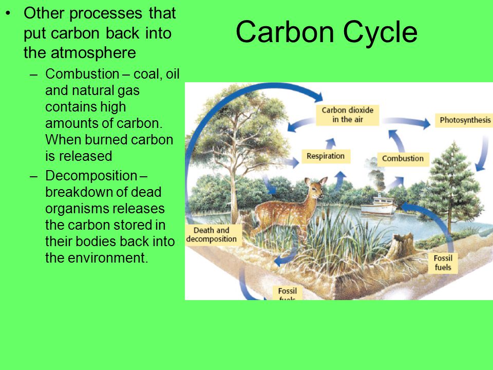 Carbon cycle - part of all living things.