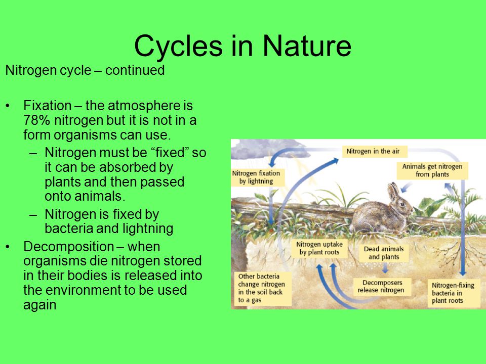 Cycles in Nature Nitrogen Cycle – nitrogen is essential to life because it is the main ingredient in proteins, which build muscles and is in DNA.