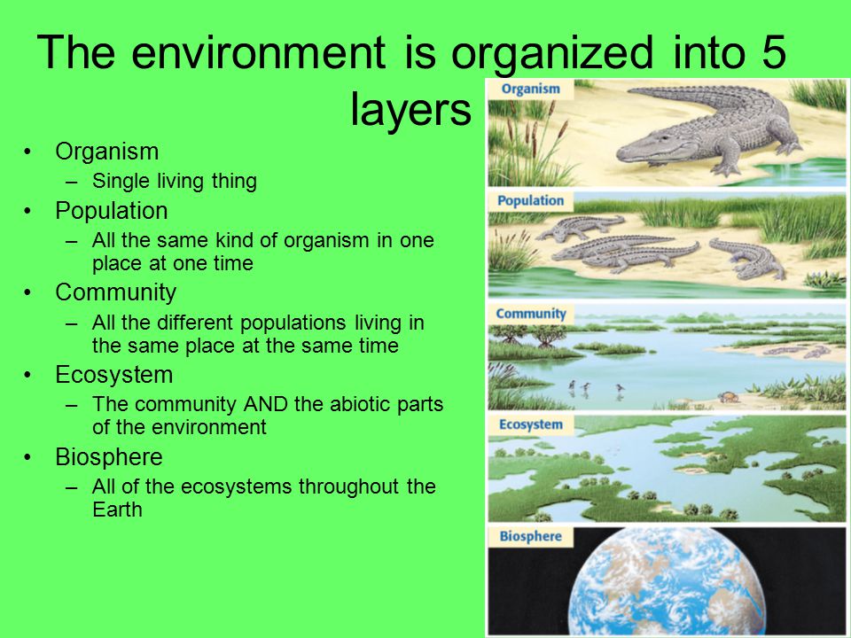 EVERYTHING IS CONNECTED Ecology is the study of the interactions between living things and their environment –Living things are known as biotic –Non living things are abiotic