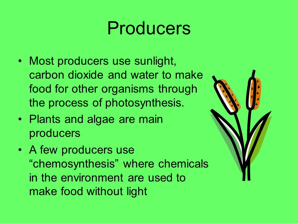LIVING THINGS NEED ENERGY The sun is the ultimate source of energy in almost all ecosystems Energy is passed from organism to organism A balanced ecosystem has organisms in all of the following roles –Producers –Consumers –Decompsers
