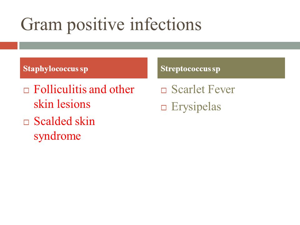Gram positive infections  Folliculitis and other skin lesions  Scalded skin syndrome  Scarlet Fever  Erysipelas Staphylococcus spStreptococcus sp