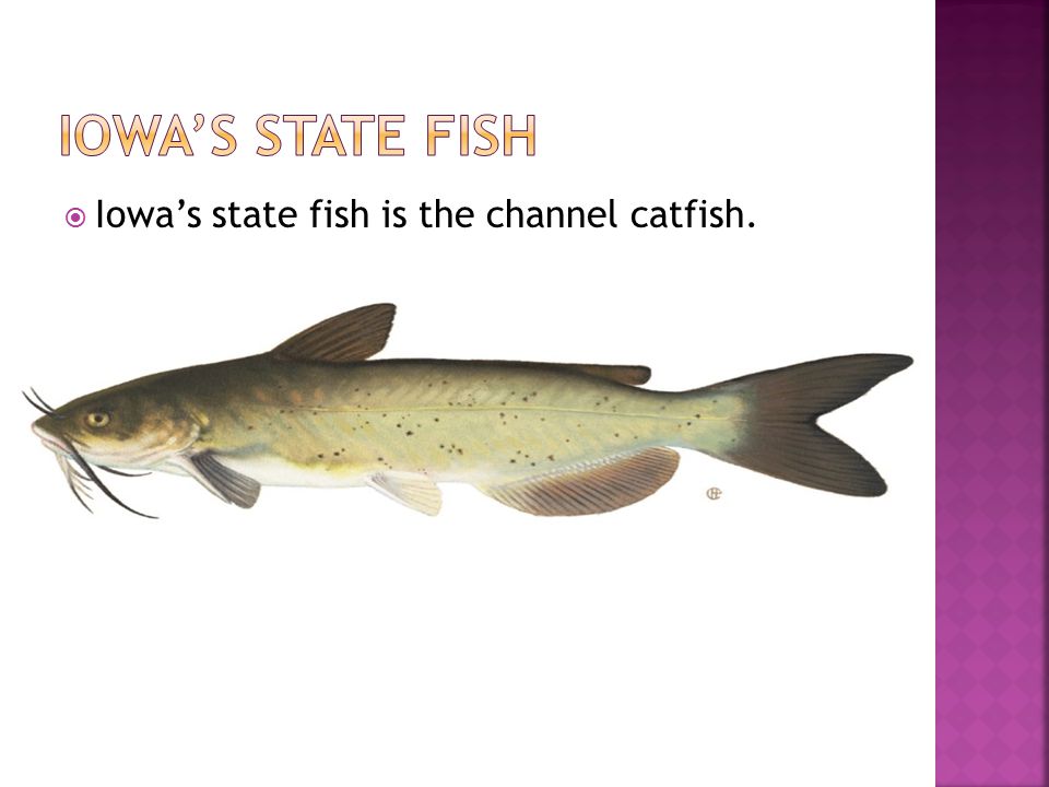  Iowa’s state fish is the channel catfish.
