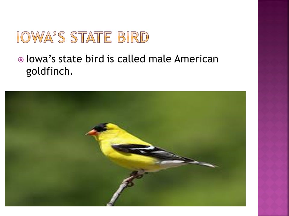  Iowa’s state bird is called male American goldfinch.