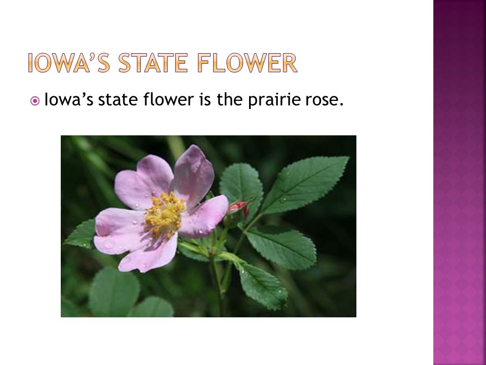  Iowa’s state flower is the prairie rose.