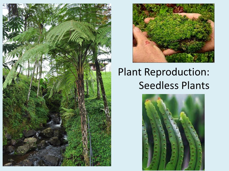 Plant Reproduction: Seedless Plants