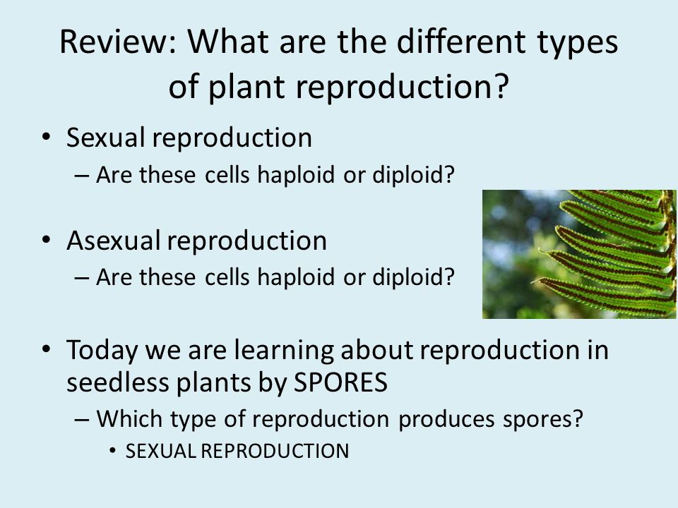 Review: What are the different types of plant reproduction.