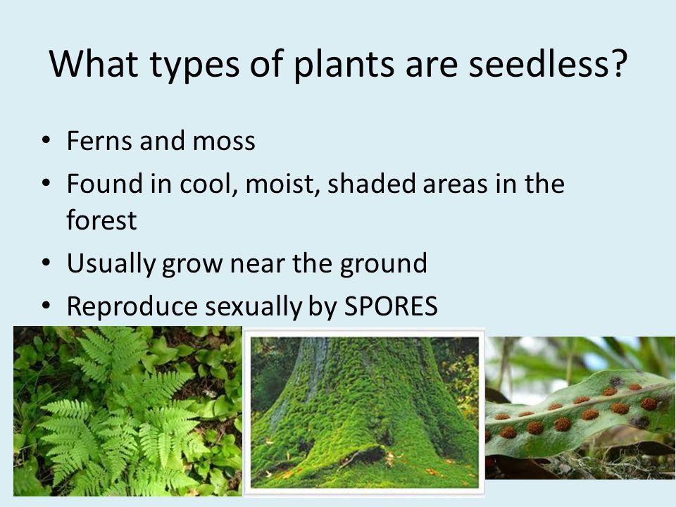 What types of plants are seedless.