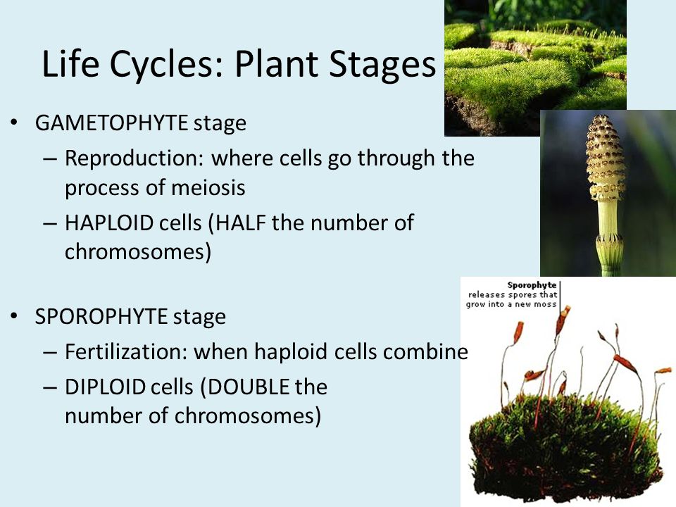 Life Cycles: Plant Stages GAMETOPHYTE stage – Reproduction: where cells go through the process of meiosis – HAPLOID cells (HALF the number of chromosomes) SPOROPHYTE stage – Fertilization: when haploid cells combine – DIPLOID cells (DOUBLE the number of chromosomes)