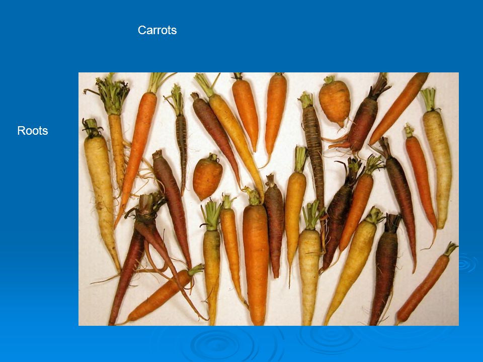 Carrots Roots