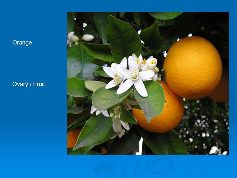Orange Ovary / Fruit
