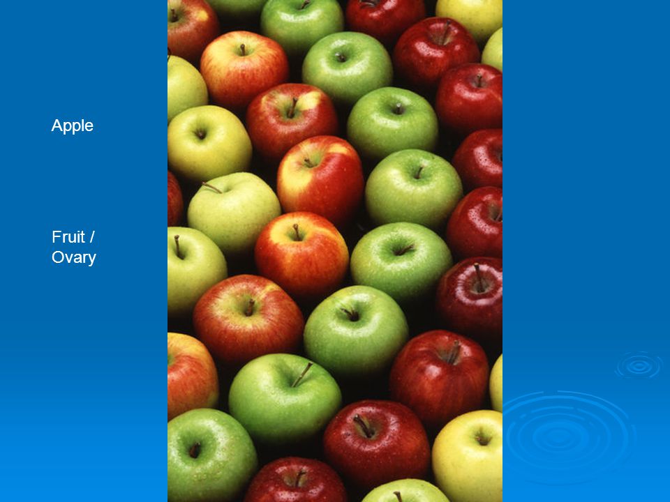 Apple Fruit / Ovary