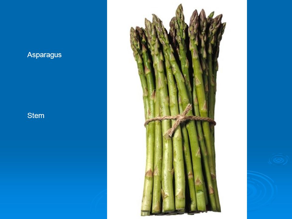 Asparagus Stem