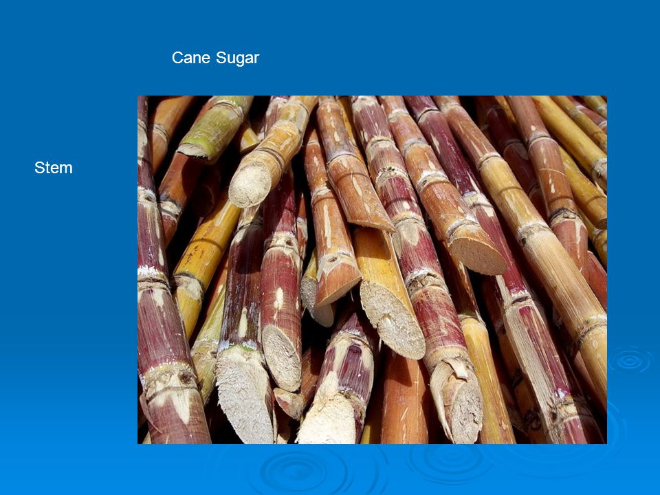 Cane Sugar Stem