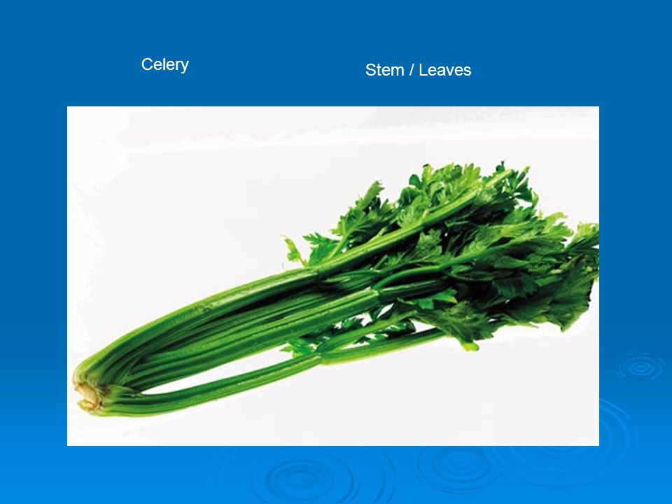Celery Stem / Leaves