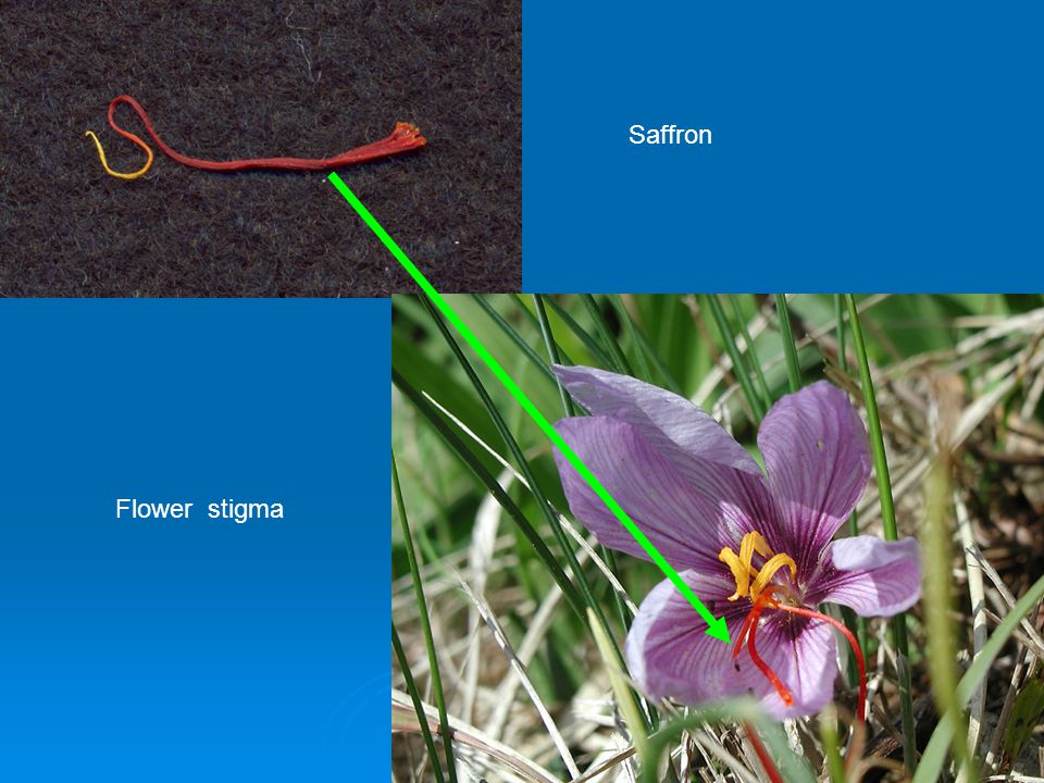 Saffron Flower stigma