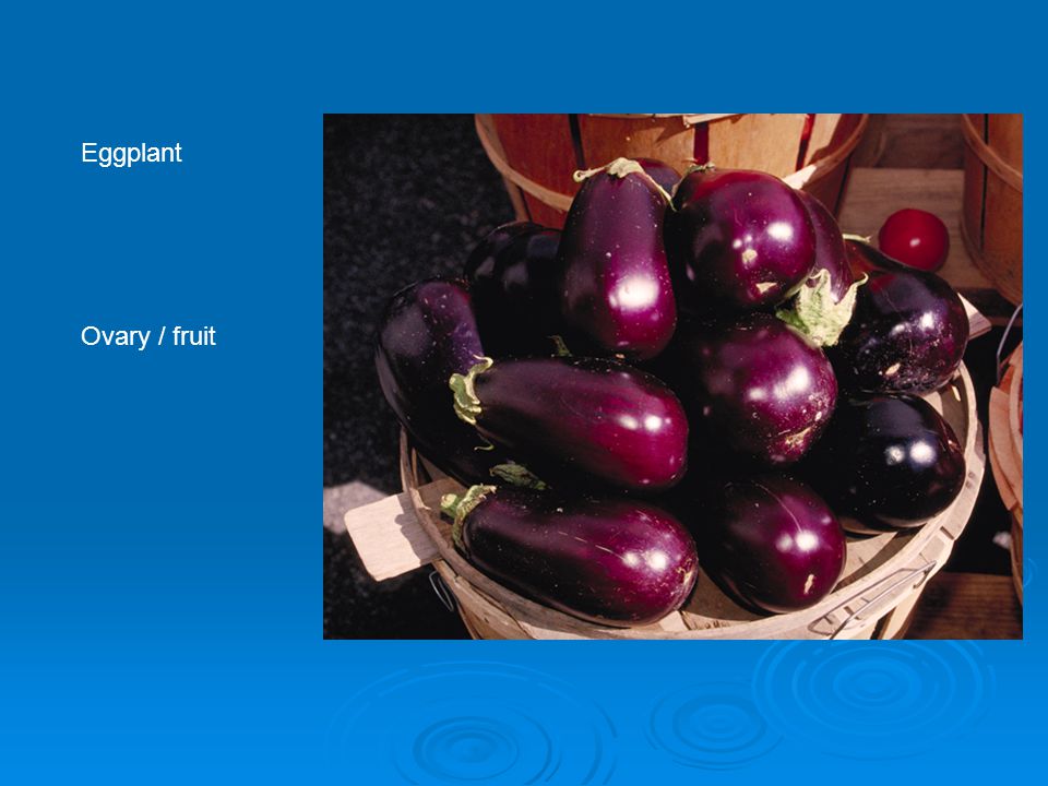 Eggplant Ovary / fruit