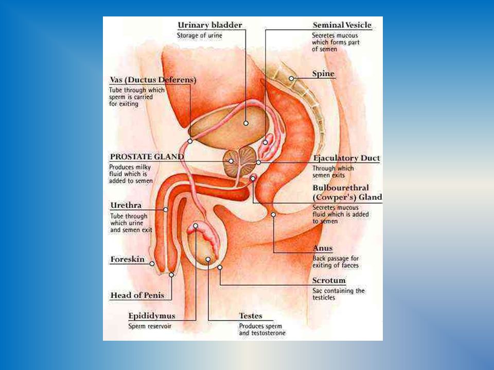 sperm penis sucrose Sperm penis sucrose