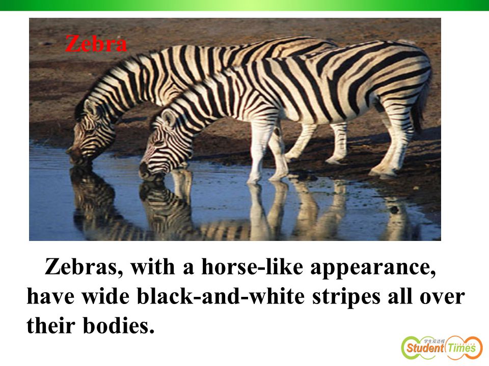 Zebras, with a horse-like appearance, have wide black-and-white stripes all over their bodies.