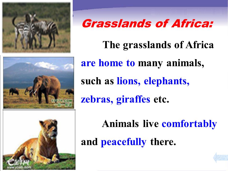 Grasslands of Africa: The grasslands of Africa are home to many animals, such as lions, elephants, zebras, giraffes etc.