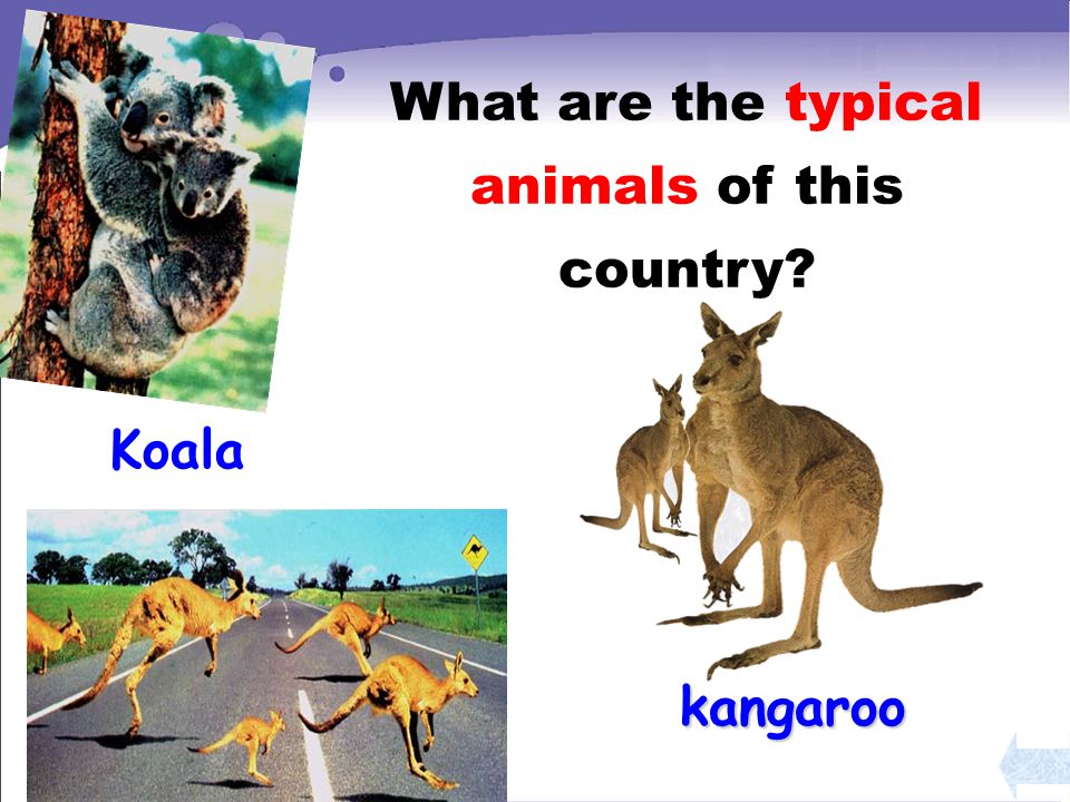 Koala kangaroo What are the typical animals of this country