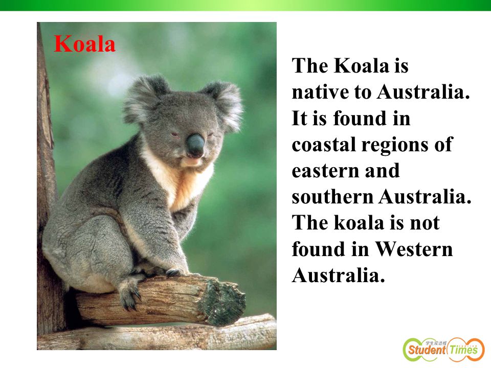 The Koala is native to Australia. It is found in coastal regions of eastern and southern Australia.