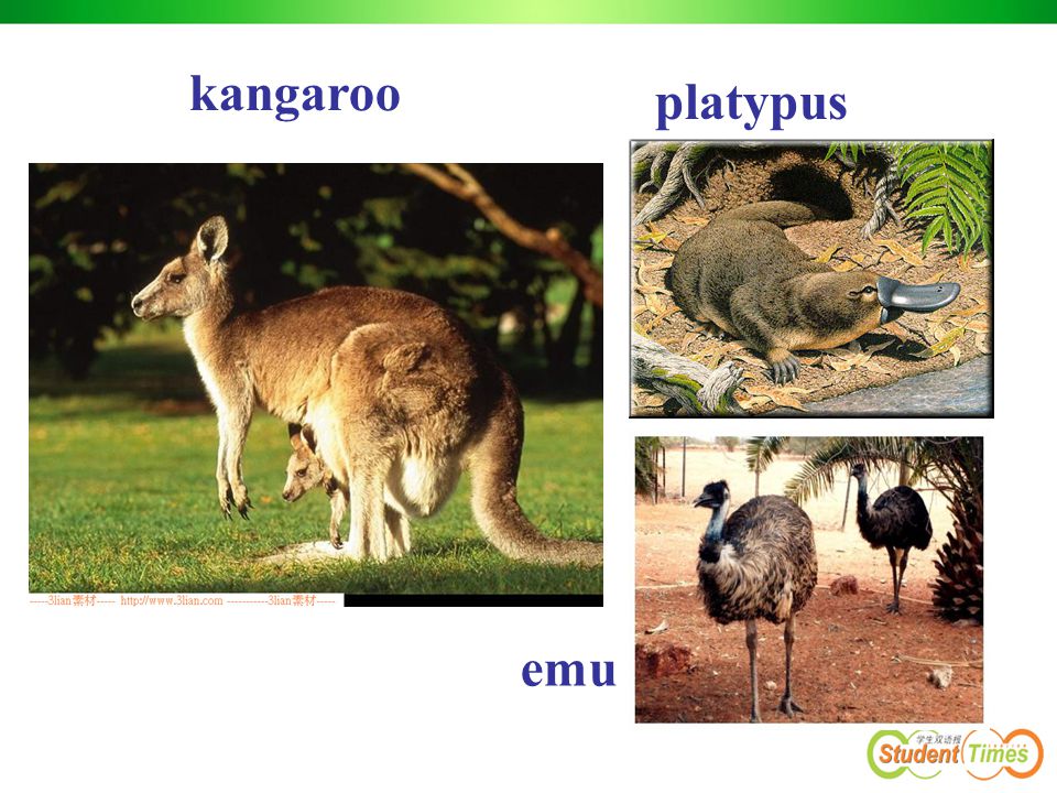 kangaroo emu platypus