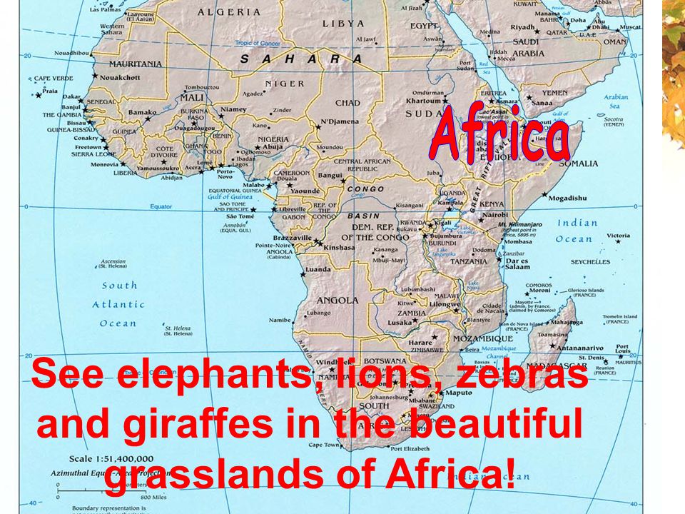 See elephants, lions, zebras and giraffes in the beautiful grasslands of Africa!