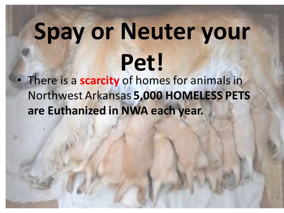 Spay or Neuter your Pet.