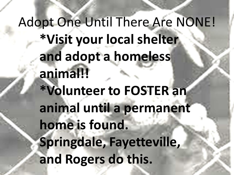 Adopt One Until There Are NONE. *Visit your local shelter and adopt a homeless animal!.