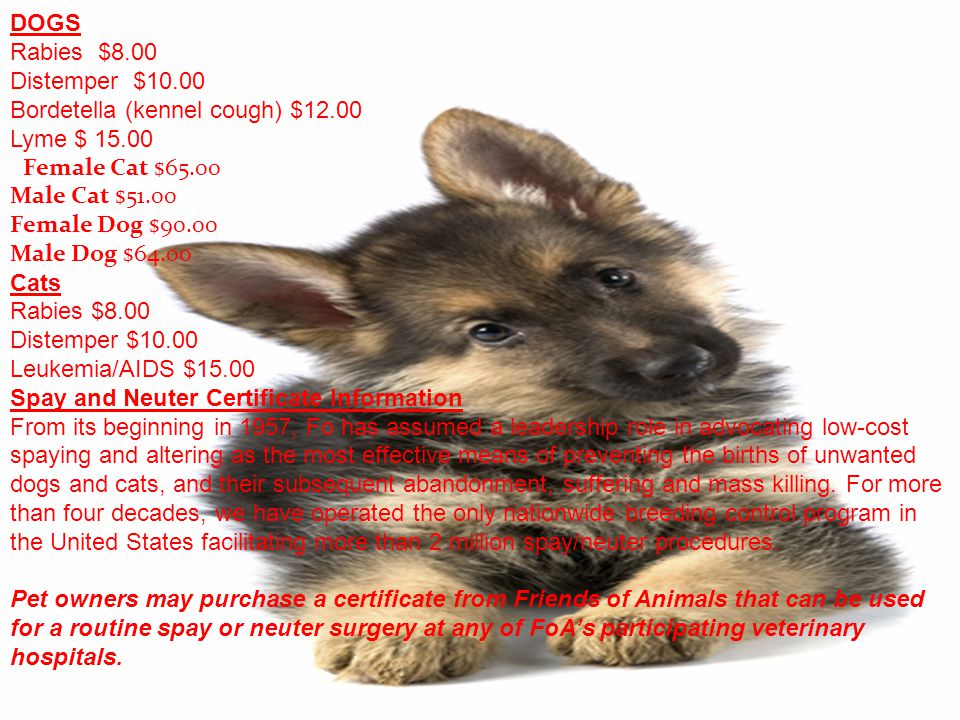 DOGS Rabies $8.00 Distemper $10.00 Bordetella (kennel cough) $12.00 Lyme $ Female Cat $65.00 Male Cat $51.00 Female Dog $90.00 Male Dog $64.00 Cats Rabies $8.00 Distemper $10.00 Leukemia/AIDS $15.00 Spay and Neuter Certificate Information From its beginning in 1957, Fo has assumed a leadership role in advocating low-cost spaying and altering as the most effective means of preventing the births of unwanted dogs and cats, and their subsequent abandonment, suffering and mass killing.