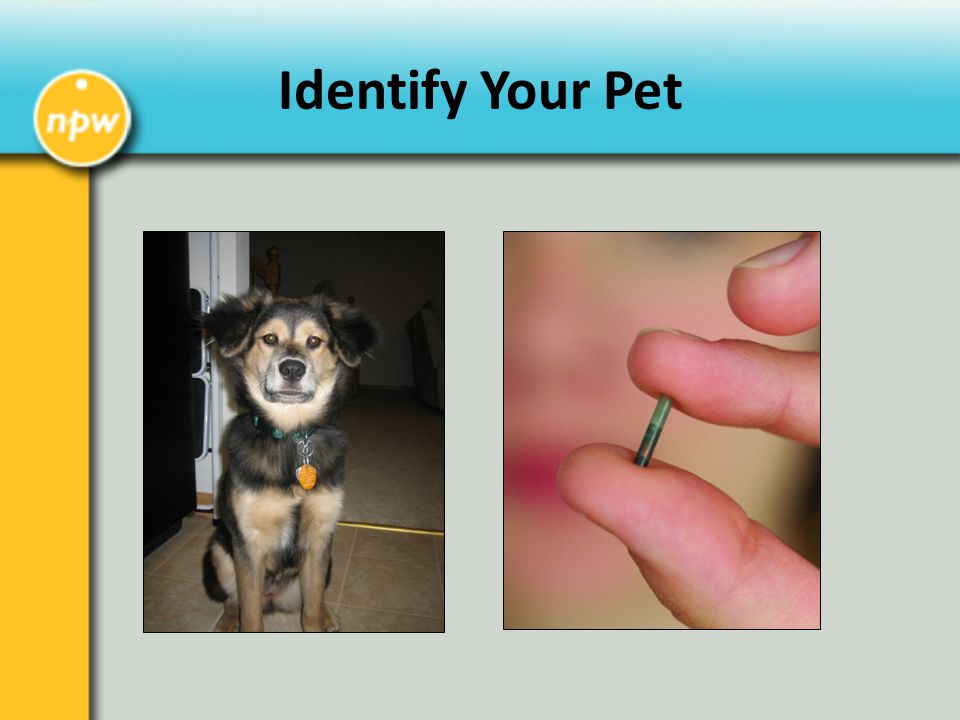 Identify Your Pet