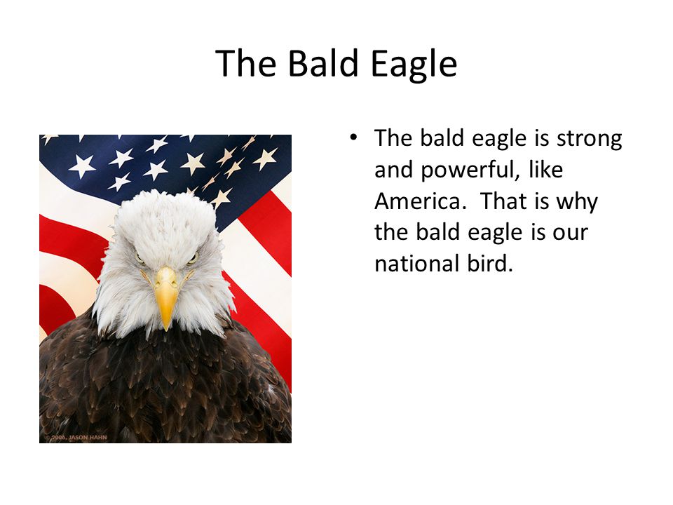 The Bald Eagle The bald eagle is strong and powerful, like America.