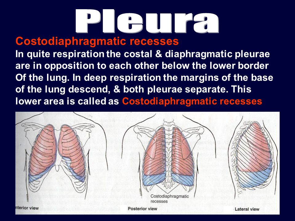 Costodiaphragmatic recesses In quite respiration the costal & diaphragmatic pleurae are in opposition to each other below the lower border Of the lung.