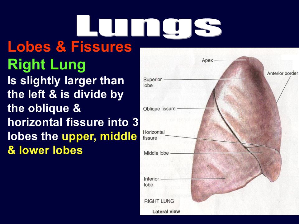Lobes & Fissures Right Lung Is slightly larger than the left & is divide by the oblique & horizontal fissure into 3 lobes the upper, middle & lower lobes