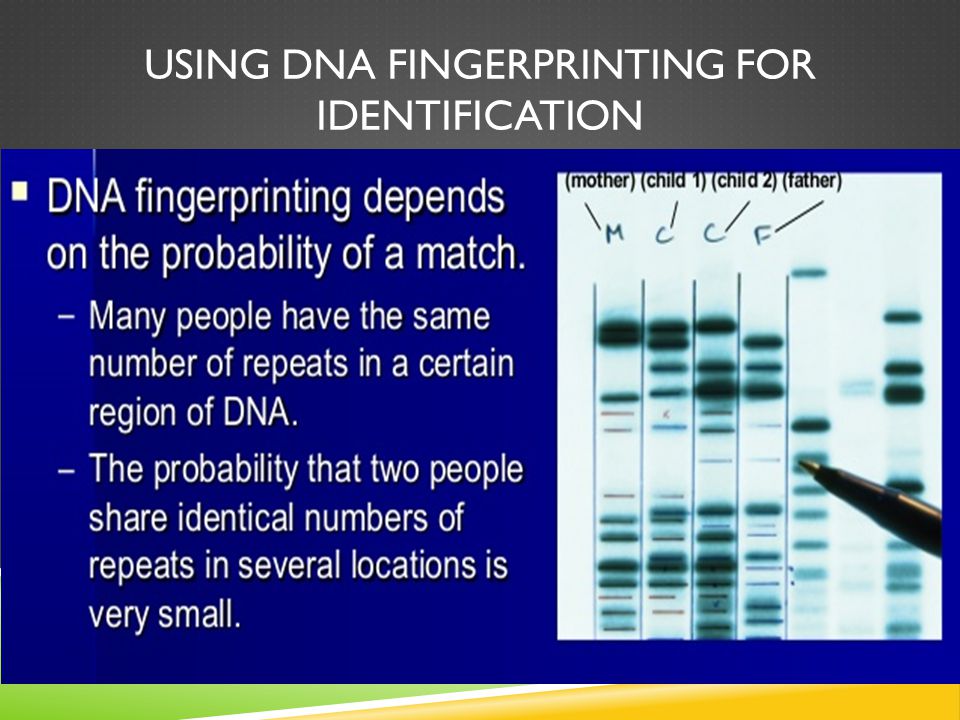 USING DNA FINGERPRINTING FOR IDENTIFICATION