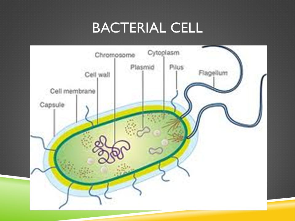 Protein Factories!! All they do is produce their proteins, each and every day! BACTERIAL CELL