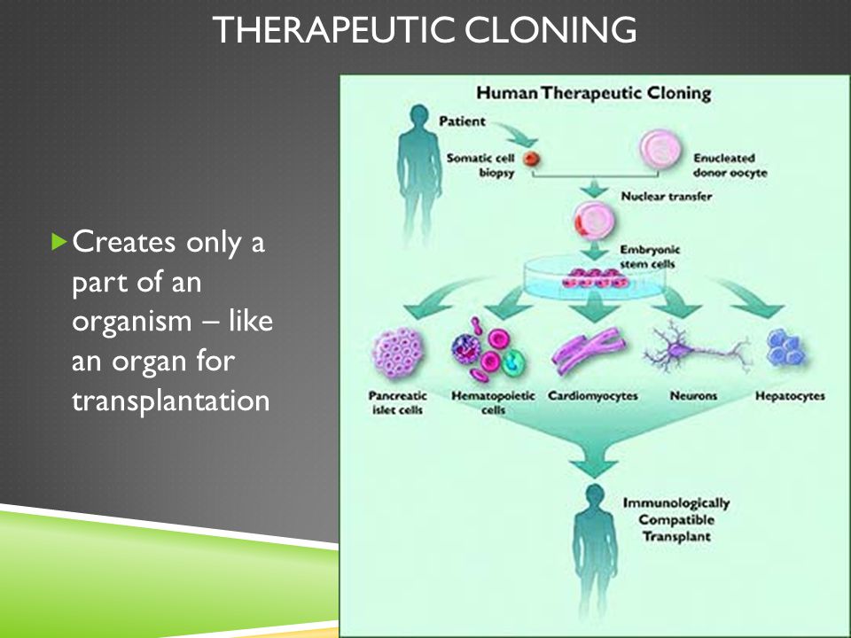 THERAPEUTIC CLONING  Creates only a part of an organism – like an organ for transplantation