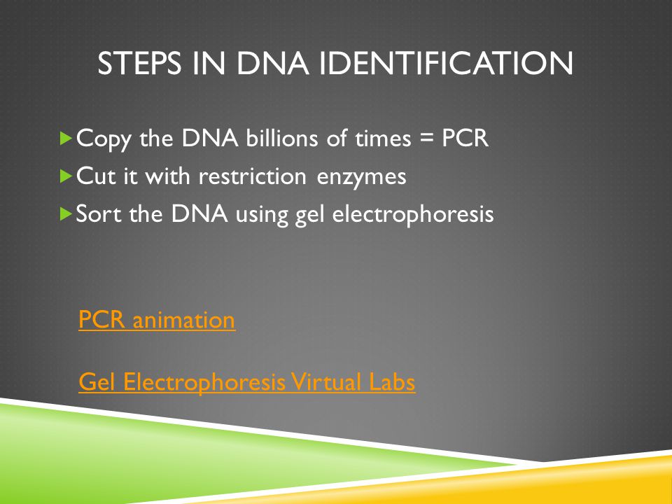 STEPS IN DNA IDENTIFICATION  Copy the DNA billions of times = PCR  Cut it with restriction enzymes  Sort the DNA using gel electrophoresis PCR animation Gel Electrophoresis Virtual Labs