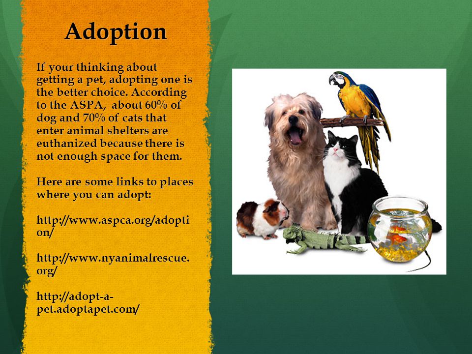 Adoption If your thinking about getting a pet, adopting one is the better choice.