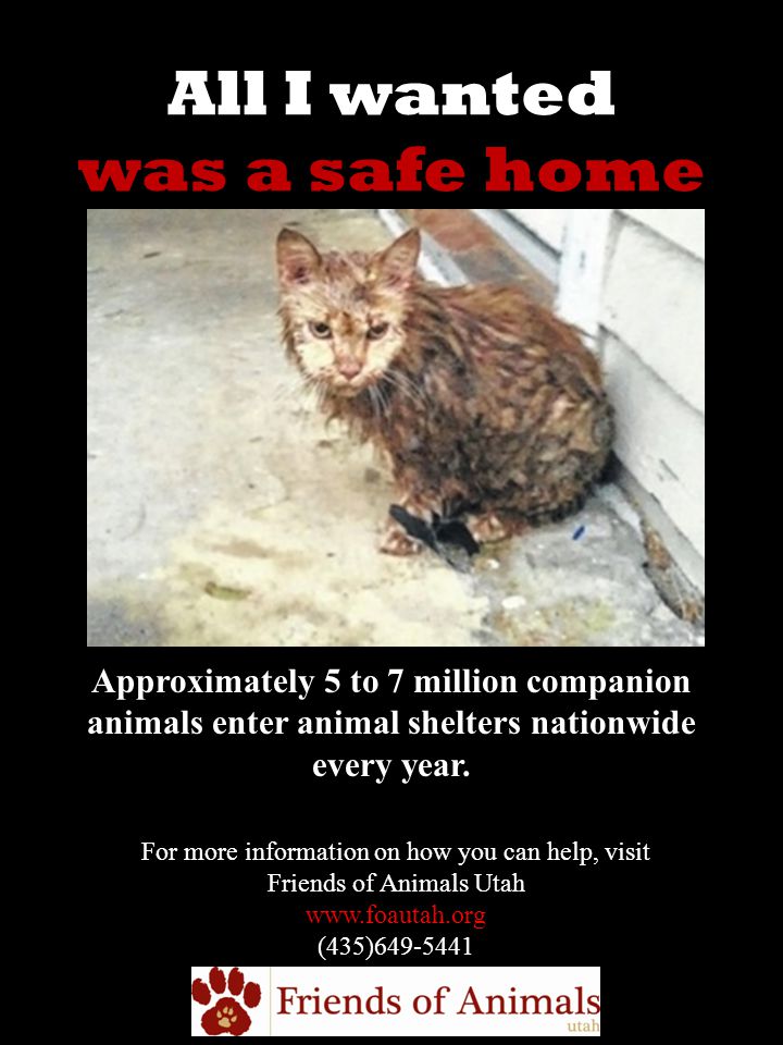 All I wanted was a safe home Approximately 5 to 7 million companion animals enter animal shelters nationwide every year.