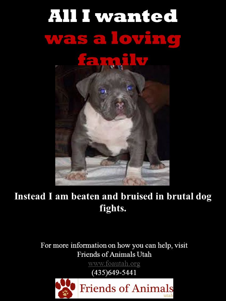 All I wanted was a loving family Instead I am beaten and bruised in brutal dog fights.