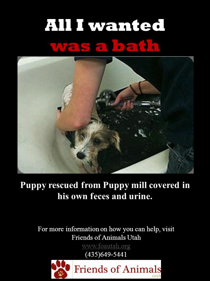 All I wanted was a bath Puppy rescued from Puppy mill covered in his own feces and urine.