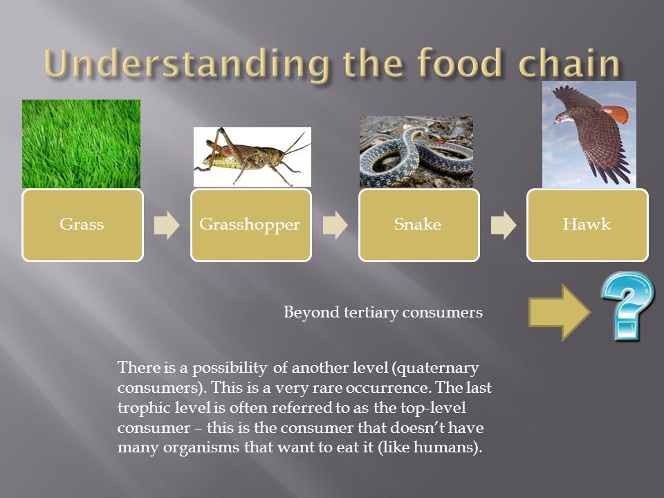 Food Chains, Food Webs, Energy Pyramids.  A visual representation of how  energy is transferred in a system GrassGrasshopperSnakeHawk Producer  Consumers. - ppt download
