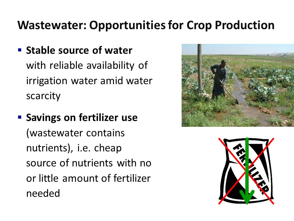 Wastewater: Opportunities for Crop Production  Stable source of water with reliable availability of irrigation water amid water scarcity  Savings on fertilizer use (wastewater contains nutrients), i.e.