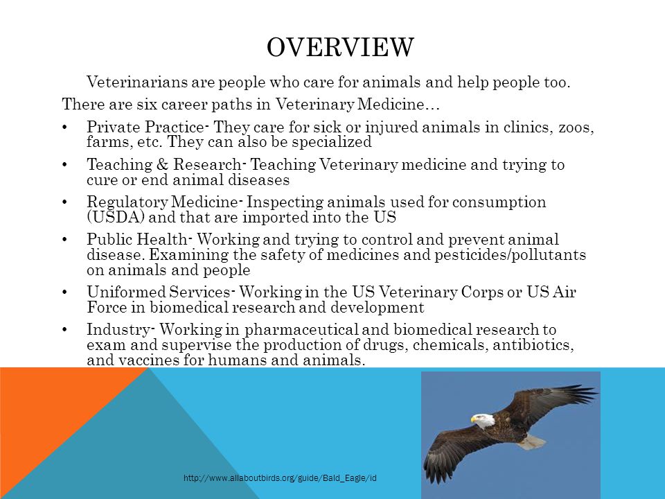 OVERVIEW Veterinarians are people who care for animals and help people too.