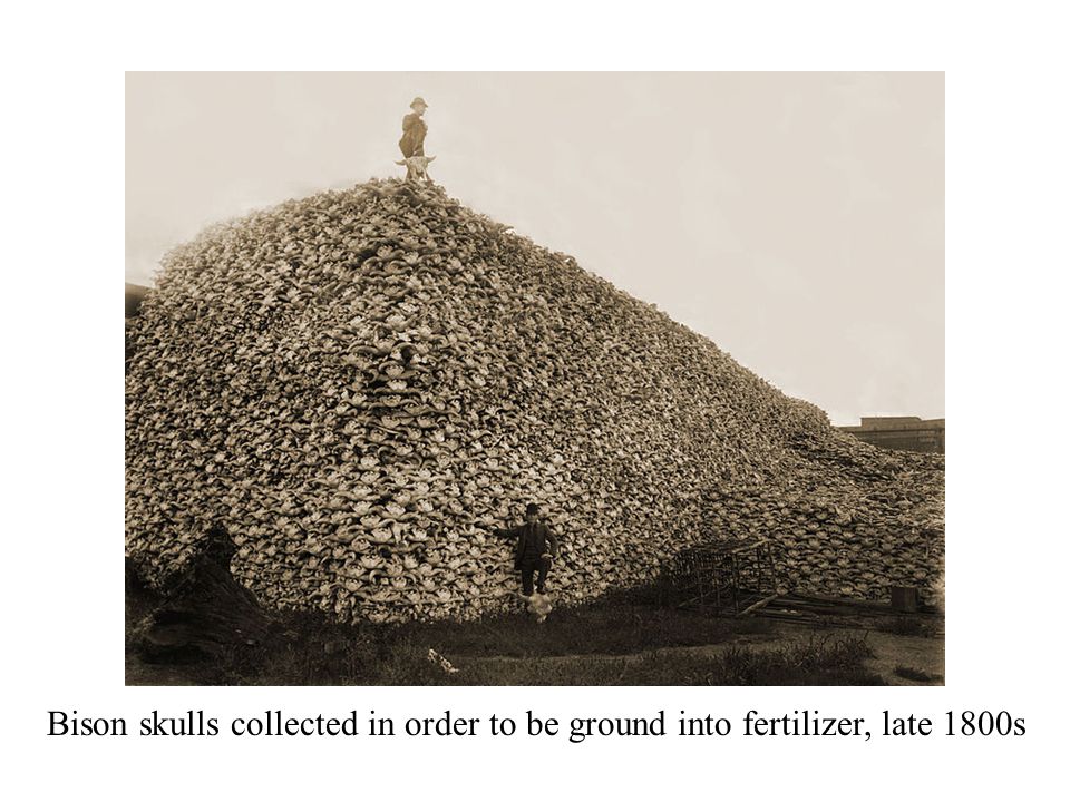 Bison skulls collected in order to be ground into fertilizer, late 1800s