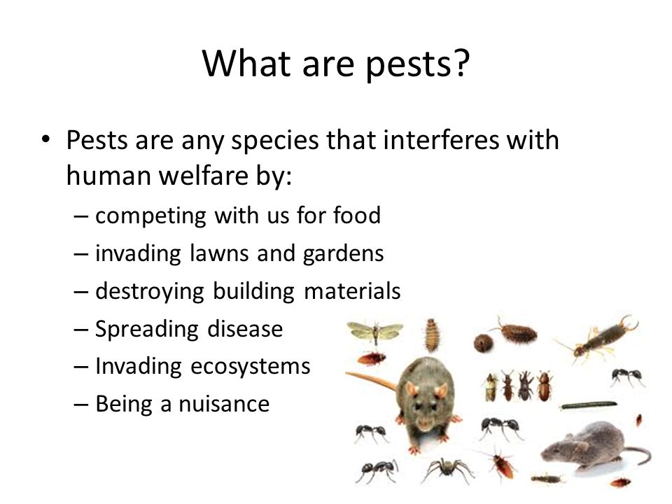 Pests are any species that interferes with human welfare by: – competing with us for food – invading lawns and gardens – destroying building materials – Spreading disease – Invading ecosystems – Being a nuisance What are pests