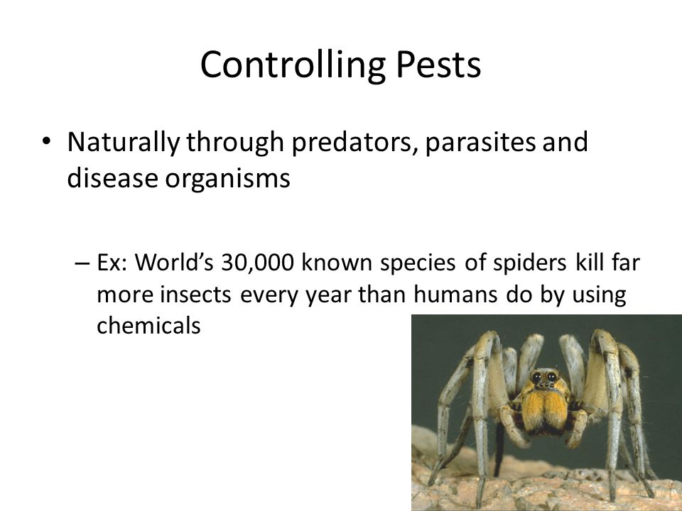 Naturally through predators, parasites and disease organisms – Ex: World’s 30,000 known species of spiders kill far more insects every year than humans do by using chemicals Controlling Pests