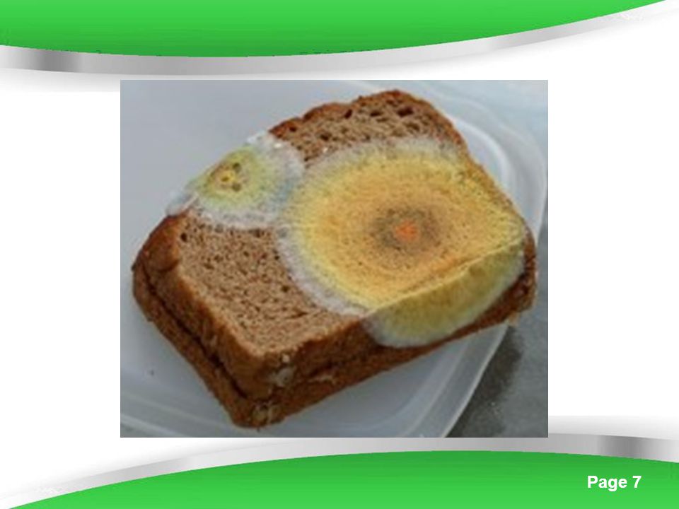 PPT - Bread Mold PowerPoint Presentation, free download - ID:2674004