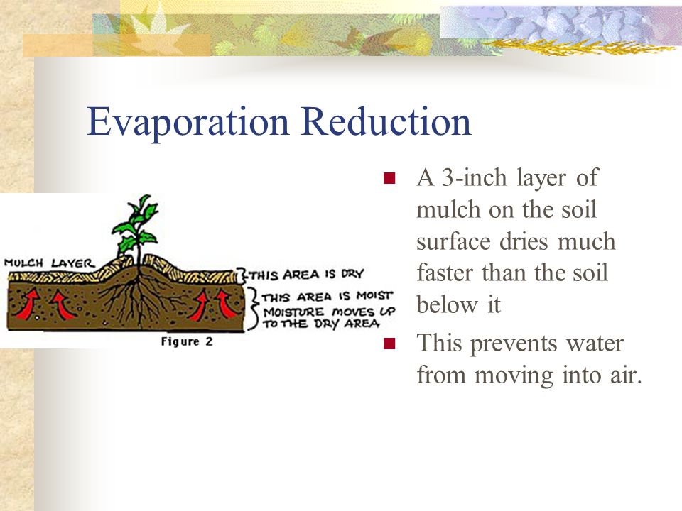 Evaporation Reduction A 3-inch layer of mulch on the soil surface dries much faster than the soil below it This prevents water from moving into air.